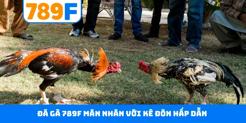 Đá gà 789F Đá gà 789F mãn nhãn với kê đòn hấp dẫn