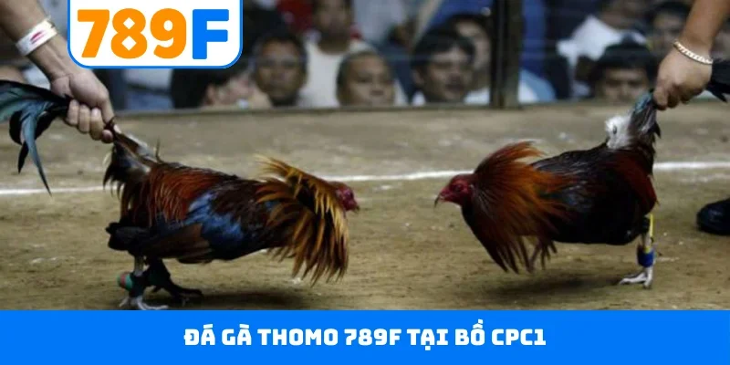 Đá Gà Thomo 789F - Đấu Trường Danh Giá Hàng Đầu Campuchia Đá gà Thomo 789F tại bồ CPC1