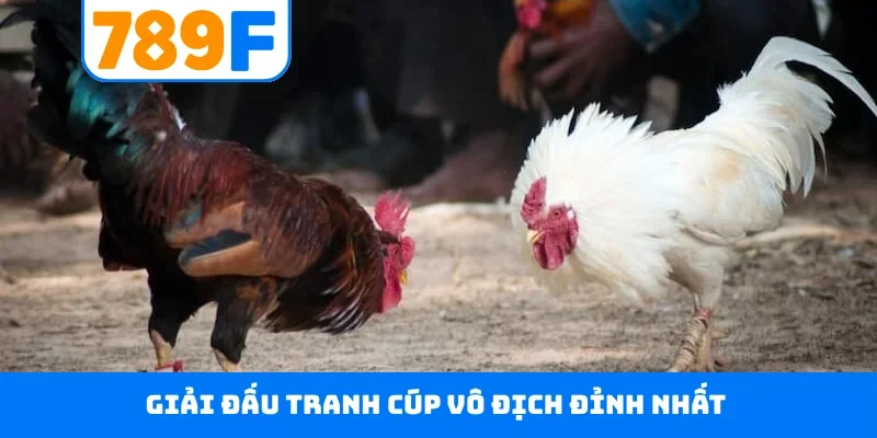 Đá Gà Thomo 789F - Đấu Trường Danh Giá Hàng Đầu Campuchia Giải đấu tranh cúp vô địch đỉnh nhất