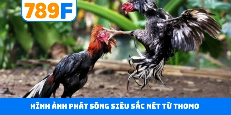 Đá gà 789F Hình ảnh phát sóng siêu sắc nét từ Thomo