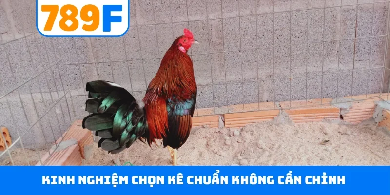 Đá Gà Thomo 789F - Đấu Trường Danh Giá Hàng Đầu Campuchia Kinh nghiệm chọn kê chuẩn không cần chỉnh