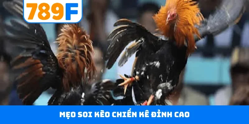 Đá gà 789F Mẹo soi kèo chiến kê đỉnh cao
