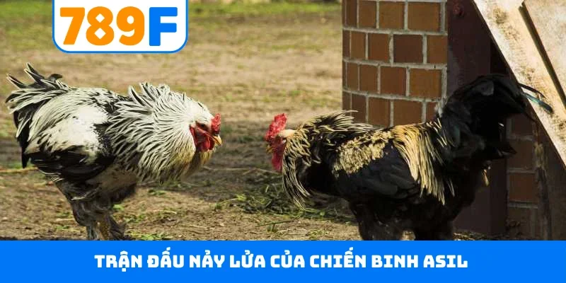 Đá gà 789F Trận đấu nảy lửa của chiến binh Asil