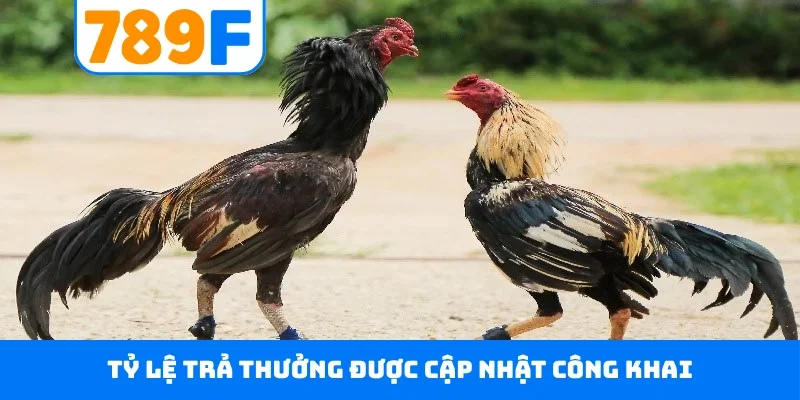 Đá Gà Thomo 789F - Đấu Trường Danh Giá Hàng Đầu Campuchia Tỷ lệ trả thưởng được cập nhật công khai